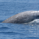 Una ballena picuda de Cuvier (no el mismo individuo descrito en el nuevo estudio)